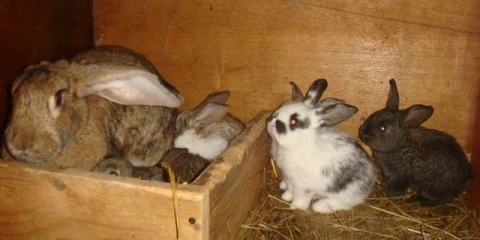 Koliko traje trudnoća kod kunića i kako se poroditi?